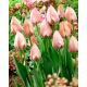 Tulipan Salmon Van Eijk - duża paczka! - 50 szt.