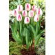Tulipan Salvo - 5 szt.