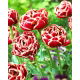 Tulipan Starline - 5 szt.