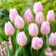 Tulipan Sweet Flag - 5 szt.