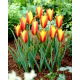 Tulipan Taco - 5 szt.