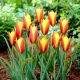 Tulipan Taco - 5 szt.