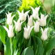Tulipan Tres Chic - 5 szt.