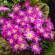 Zawilec grecki - Violet Star - 8 szt.