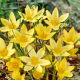 Krokus Saturnus - duża paczka! - 100 szt.