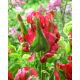 Tulipan Red Wave - 5 szt.