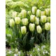 Tulipan Green Spirit - 5 szt.