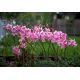 Amaryllis prawdziwy - Belladonna - duża paczka! - 10 szt.