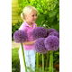 Czosnek ozdobny Round 'n Purple