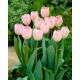 Tulipan Douglas Baader - opak. 5 szt.