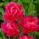 Tulipan May Wonder - opak. 5 szt.