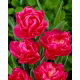 Tulipan May Wonder - opak. 5 szt.