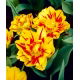 Tulipan Monsella - opak. 5 szt.