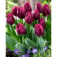 Tulipan Recreado  opak. 5 szt.