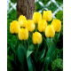 Tulipan Royal Elegance - opak. 5 szt.