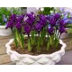 Irys botaniczny - Purple Hill - duża paczka! - 100 szt.