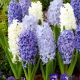 Blue and white - zestaw 3 odmian hiacyntów - 27 szt.