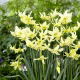 Narcyz Exotic Mystery - 5 szt.