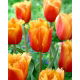 Tulipan Lambada - opak. 5 szt.
