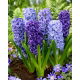 Blue mix - zestaw 3 odmian niebieskich hiacyntów - 27 szt.