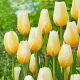 Tulipan Lemon Chiffon - 5 szt.