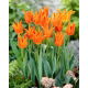 Tulipan Ballerina - 5 szt.
