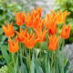Tulipan Ballerina - 5 szt.