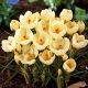 Krokus Cream Beauty - op. 10 szt.