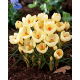 Krokus Cream Beauty - op. 10 szt.