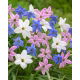 Ipheion - Ifejon - zestaw 3 kolorów - 90 szt.