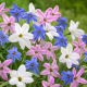 Ipheion - Ifejon - zestaw 3 kolorów - 90 szt.