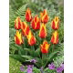 Tulipan Cape Cod - duża paczka! - 50 szt.
