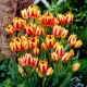 Tulipan Colour Spectacle - duża paczka! - 50 szt.