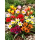 Tulipan botaniczny - niski - mix kolorów - duża paczka! - 50 szt.