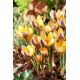 Krokus Advance - 10 szt.