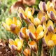 Krokus Advance - 10 szt.