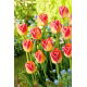 Tulipan Candy Corner - duża paczka! - 50 szt.