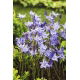 Hiacynt kalifornijski, Brodiaea - Queen Fabiola - duża paczka! - 100 szt.