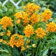Śniedek wątpliwy - Ornithogalum Dubium - duża paczka! - 50 szt.