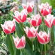 Tulipan Bell Song - duża paczka! - 50 szt.