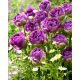 Tulipan Blue Wow - duża paczka! - 50 szt.