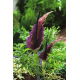 Smocza lilia - Dracunculus vulgaris - duża paczka! - 10 szt.