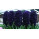 Hyacinth Dark Dimension - black - large package! - 10 pcs