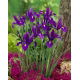 Irys holenderski - Purple Sensation - duża paczka! - 100 szt.