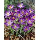 Krokus Whitewell Purple - duża paczka! - 100 szt.