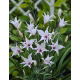 Mieczyk, Gladiolus carneus - duża paczka! - 50 szt.