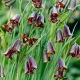 Szachownica Elwesa - Fritillaria elwesii - duża paczka! - 50 szt.