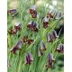 Szachownica Elwesa - Fritillaria elwesii - duża paczka! - 50 szt.