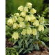 Szachownica bladokwiatowa - Fritillaria pallidiflora - duża paczka! - 10 szt.