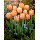 Tulipan Apricot Beauty - duża paczka! - 50 szt.